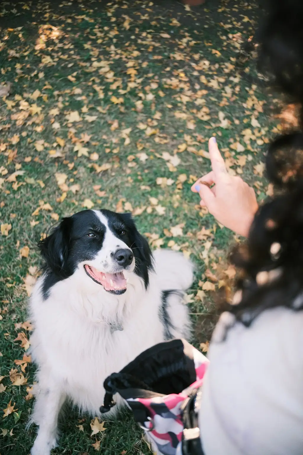 ¿Cómo empezar como adiestrador canino?