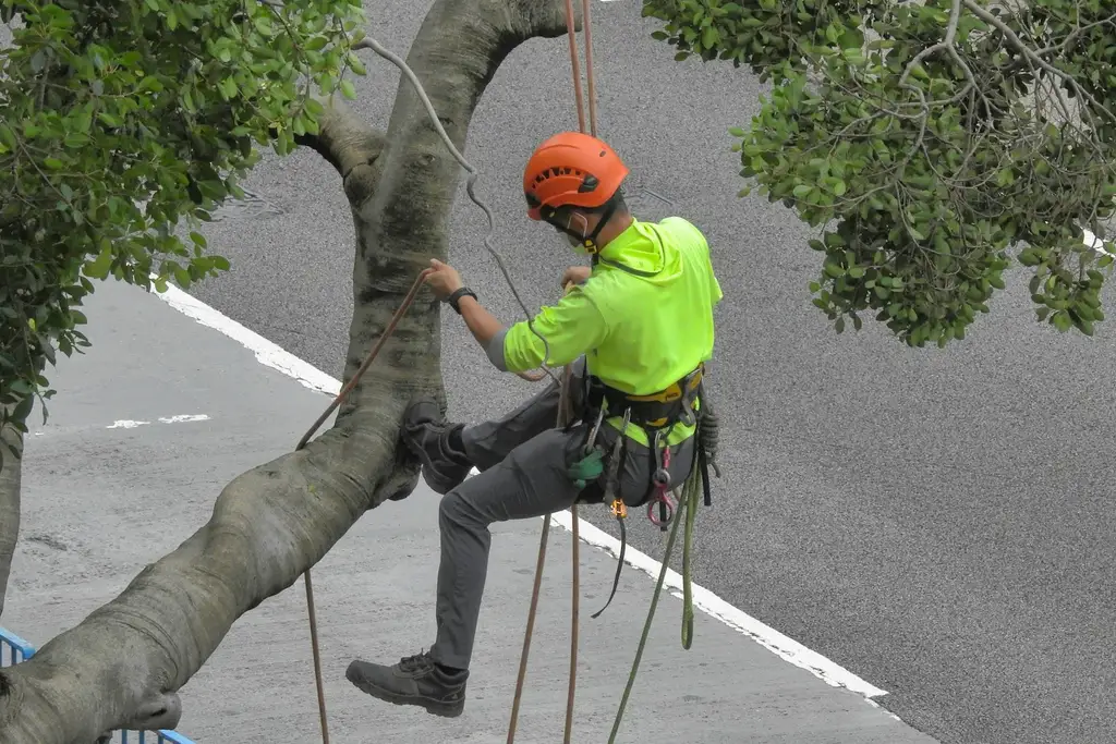 ¿Cuánto cobrar por podar un árbol?